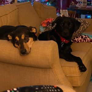 Meet your Posher, Robert